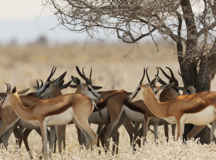 Kenya